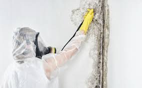 Best Mold Odor Removal Services  in Jerseyvle, IL